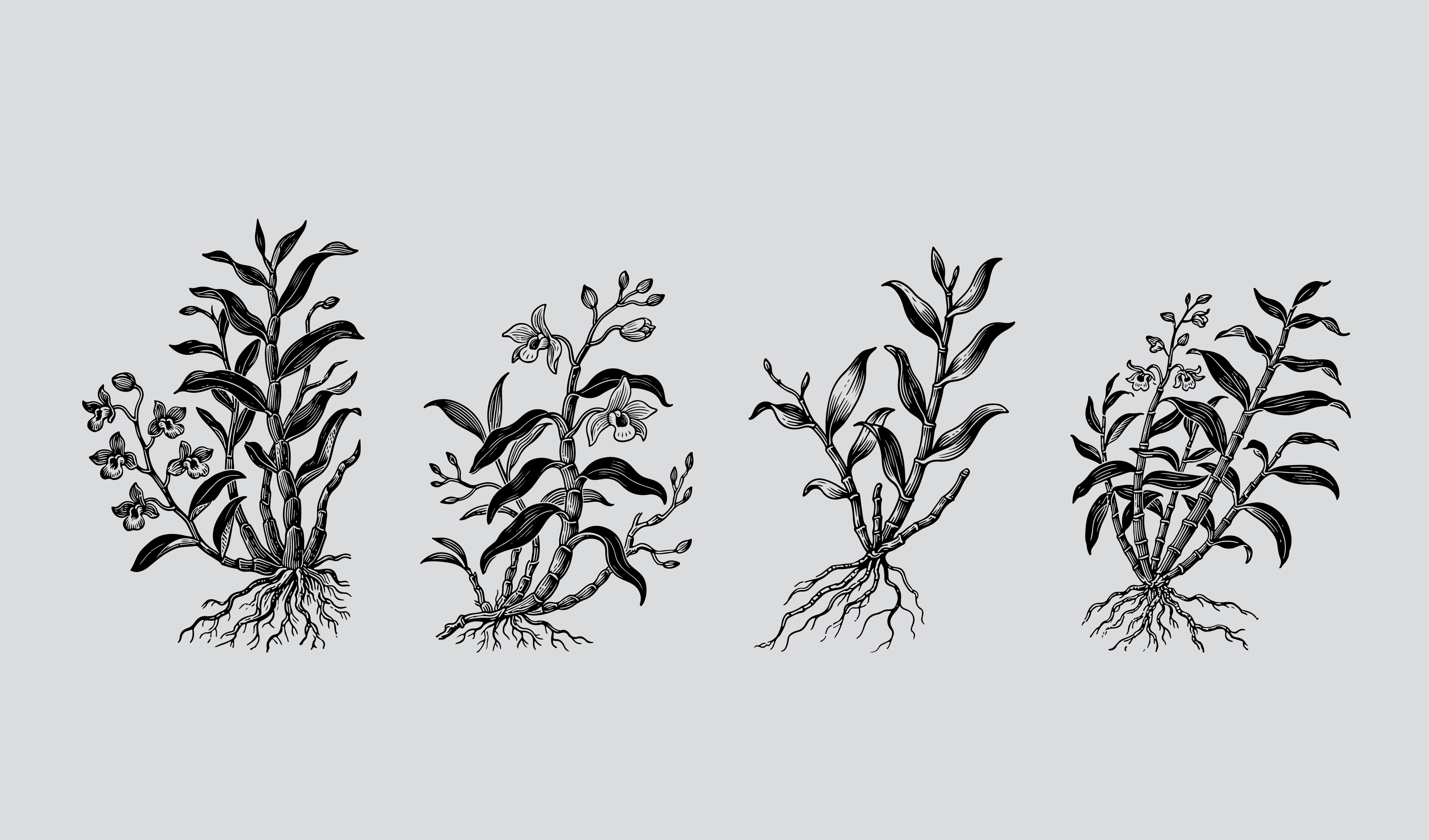 传统 商务 养生 铁皮石斛插画矢量元素